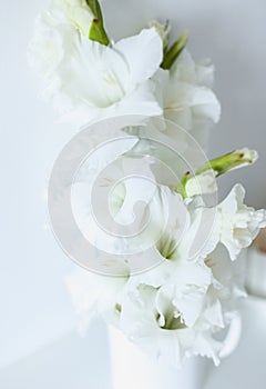 Close up blurrry gladiolus.