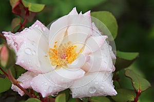 Close up of Blush Pink Rose with Water Droplets