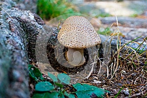 Close-up of Blusher mushroom in the forest