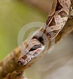 Close-up of a Boa Constrictor