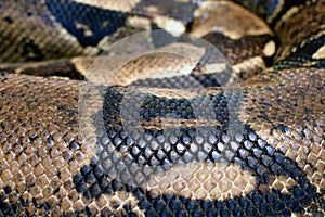 Close up of Boa constrictor also called the red-tailed boa or the common boa