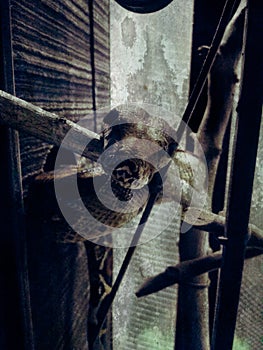 Close up boa imperator constrictor in cage.