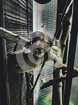 Close up boa imperator constrictor in cage.