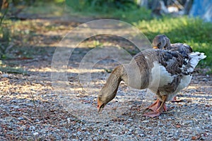 Close up body brown goose is walking in farm at thailand photo