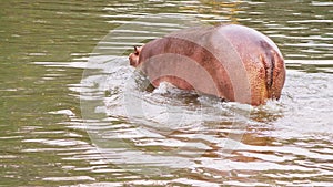 Close-up, the body of a large hippo, the hippopotamus runs to the water
