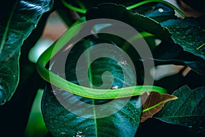 Close up body of small green snakeOriental whipsnake on tropical nature green leaves tree