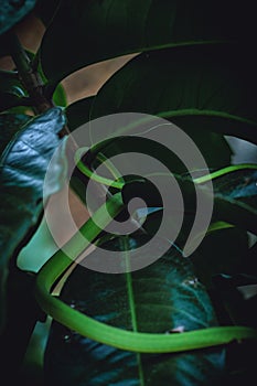 Close up body of small green snakeOriental whipsnake on tropical nature green leaves tree