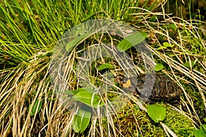 Bog Turtle close up