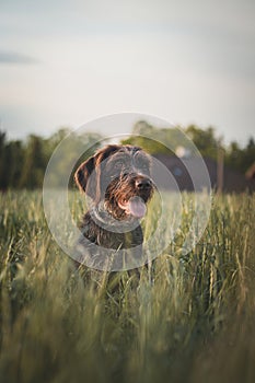 Close-up of a Bohemian wirehaired pointing griffon dog resting and sitting in the tall grass, taking a breather after physical