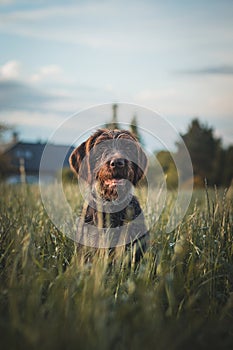 Da bohémien pelo duro Spettacoli il cane sta riposando un erba riposo dopo fisicamente 