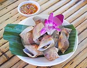 Close up boiled Babylonia areolata on white plate