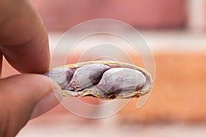 Close up of boiled peanuts