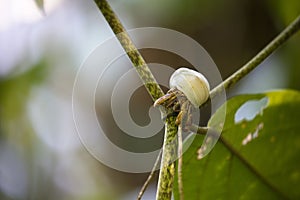 Close-up of a Bolas Spider perched on a green leaf of a plant photo
