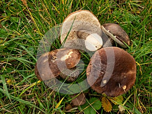 Close up of boletus cut and ready for a dinner. Fall time. Selective focus