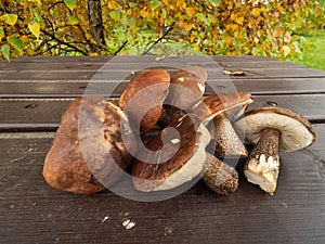 Close up of boletus cut and ready for a dinner. Fall time. Selective focus