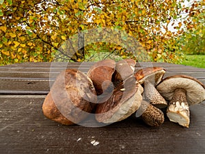 Close up of boletus cut and ready for a dinner. Fall time. Selective focus