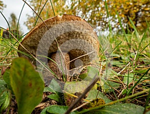 Close up of boletus in the natural environment. Fall time.