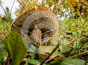 Close up of boletus in the natural environment. Fall time.