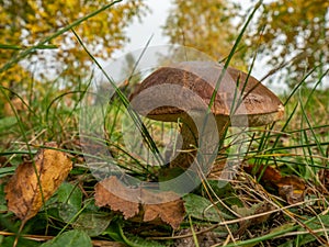 Close up of boletus in the natural environment. Fall time.