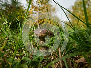 Close up of boletus in the natural environment. Fall time.