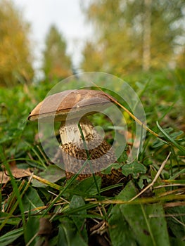 Close up of boletus in the natural environment. Fall time.