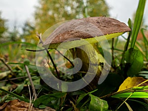 Close up of boletus in the natural environment. Fall time.