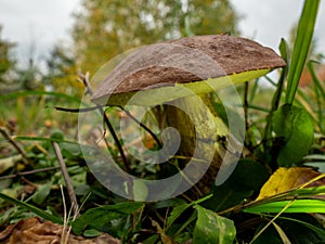 Close up of boletus in the natural environment. Fall time.