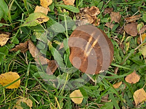 Close up of boletus in the natural environment. Fall time.