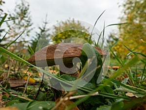 Close up of boletus in the natural environment. Fall time. Selective focus.