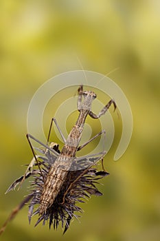 Close-up of a Bolivaria  on green background