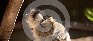 this is a close up of a bolivian squrrel monkey