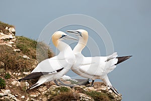 Close up of bonding Northern gannets on a cliff by the North sea