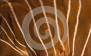 Close up of Bongo, Tragelaphus eurycerus, an antelopes hide