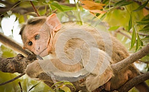 Close up of Bonnet Macaque Indian baby monkey