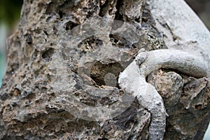 Close-up bonsai root wood Spread texture. Abstract background