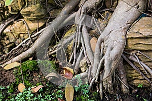 Close-up bonsai root wood Spread texture.