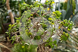 Close up of a bonsai tree with lush green leaves, a terrestrial plant in soil