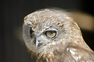 Boobook owl