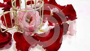 Close up of a booming pink flower in a small bird cage, surrounded by red rose petals.