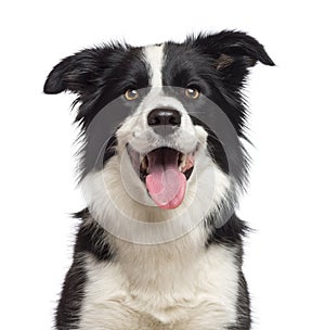 Close-up of Border Collie, 1.5 years old