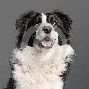 Close-up of Border Collie, 14 months old