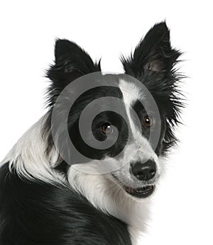 Close-up of Border Collie, 16 months old