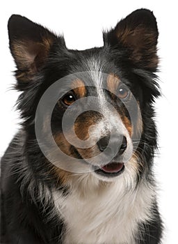 Close-up of Border Collie