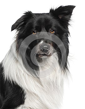 Close-up of Border Collie, 3 and a half years