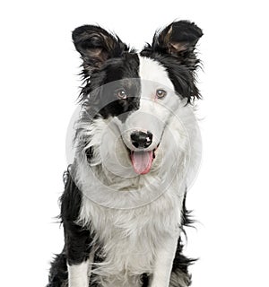 Close-up of Border Collie, 9 months old, isolated on white