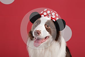 Close-up of a Border collie