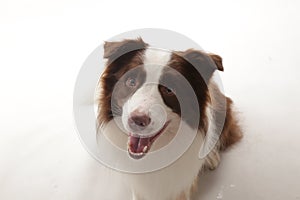 Close-up of a Border collie