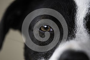 Close up of Border Collie crossbred eye photo