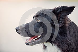 Close up Border Collie dog, profile headshot portrait, looking cheerful ahead, mouth open. Funny black pet over grey background