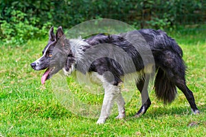 Close up border collie dog walks in grass